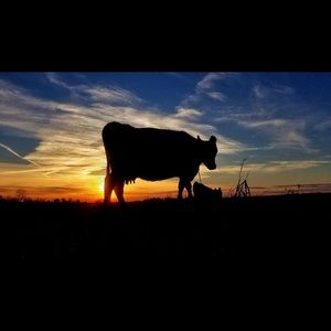 Meet your Posher, Cynthia